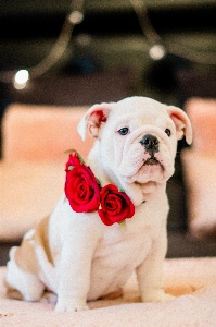 Foto Cachorro mamífero vertebrado
 canídeos
