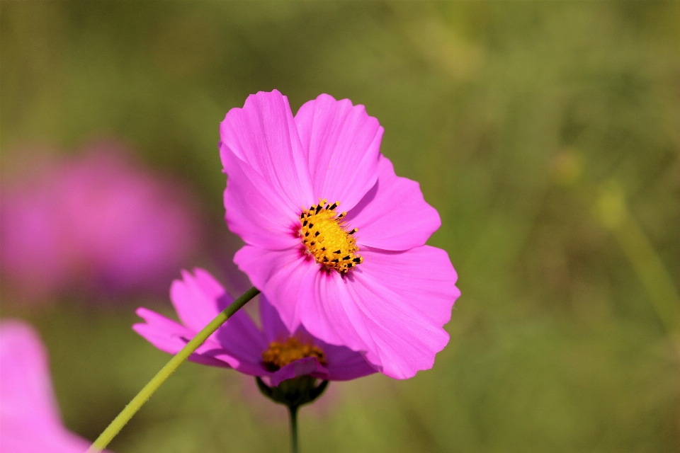 Happiness flower flowering plant petal