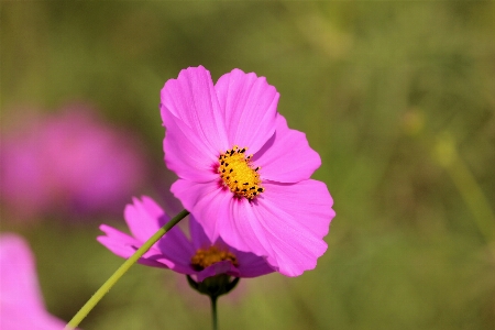 Happiness flower flowering plant petal Photo