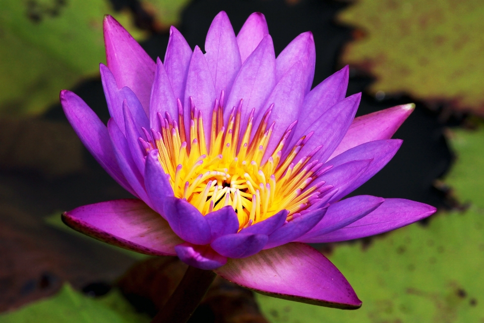 Happiness flower flowering plant petal