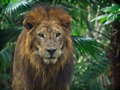 Photo Vertébré
 faune animal terrestre
 lion