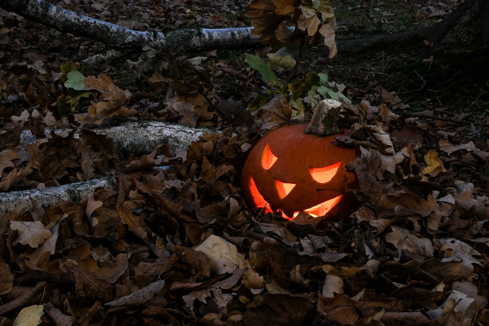 Jack o lantern
 labu
 daun trik atau suguhan
