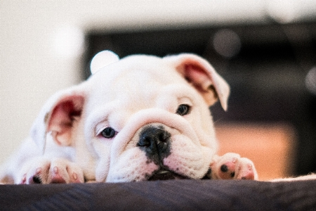 Foto Mamífero cachorro vertebrado
 canídeos
