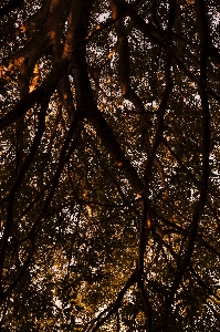 Tree branch sky leaf Photo