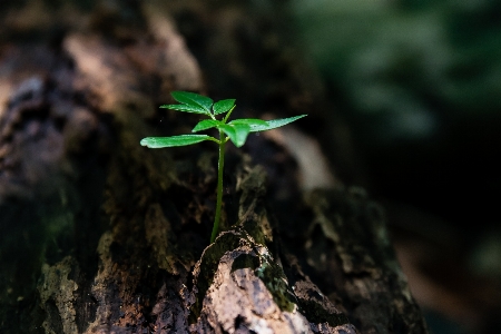 Blatt natur grün landpflanze
 Foto