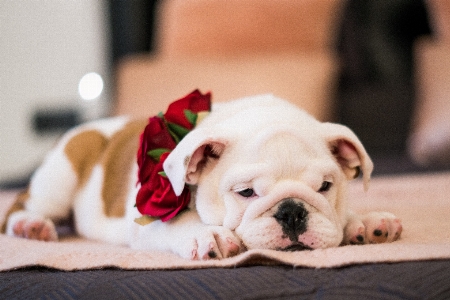 Foto Cachorro mamífero vertebrado
 canídeos
