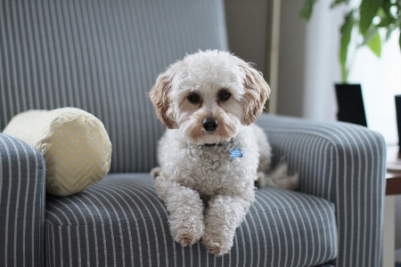 Foto Cachorro mamífero vertebrado
 maltepoo
