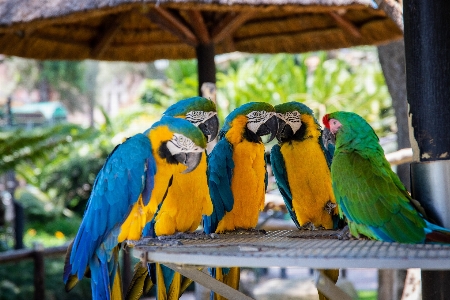 鳥 コンゴウインコ 脊椎動物
 オウム 写真