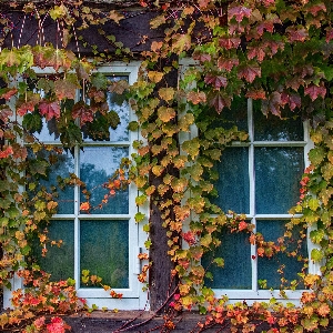 Leaf autumn green tree Photo