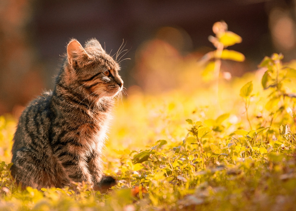 Kucing mamalia berukuran kecil hingga sedang
 felidae
