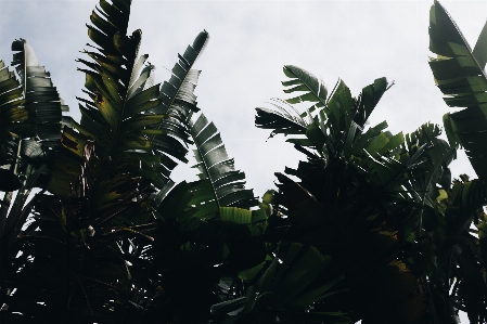 Foto Tumbuh-tumbuhan daun tanaman pohon