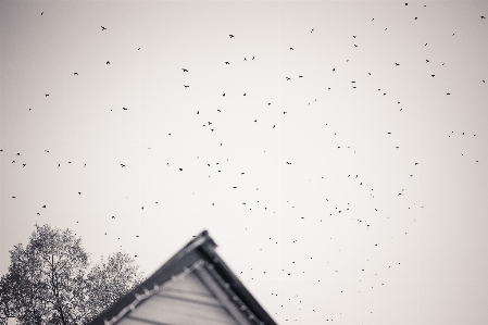 Foto Céu branco preto e branco
 monocromático