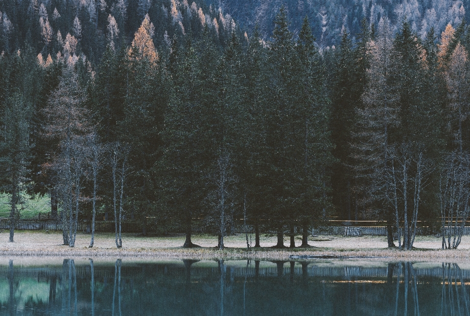 木 自然 反射 自然の風景
