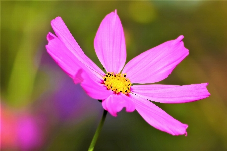 Happiness flower flowering plant petal Photo