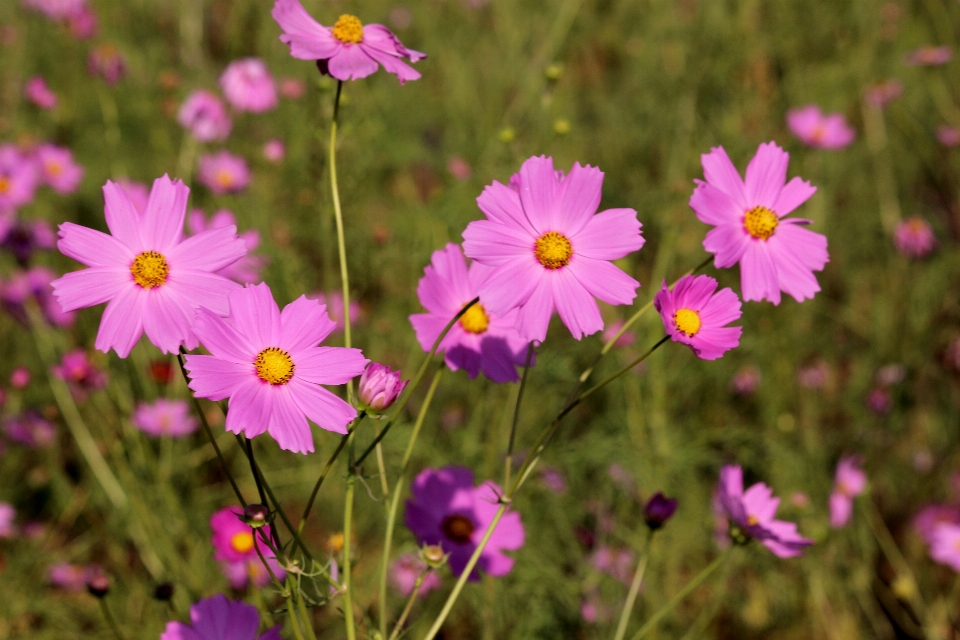 Happiness flower flowering plant