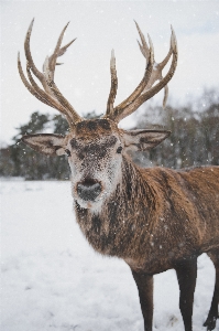 Reindeer vertebrate mammal horn Photo