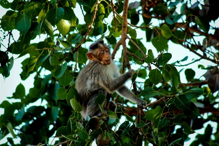 Macaque primate tree organism Photo