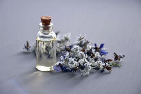 Blue product lavender flower Photo