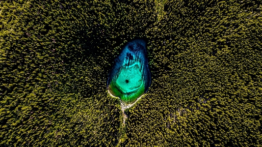 Green feather blue water Photo