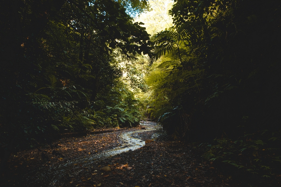 Natura acqua vegetazione albero