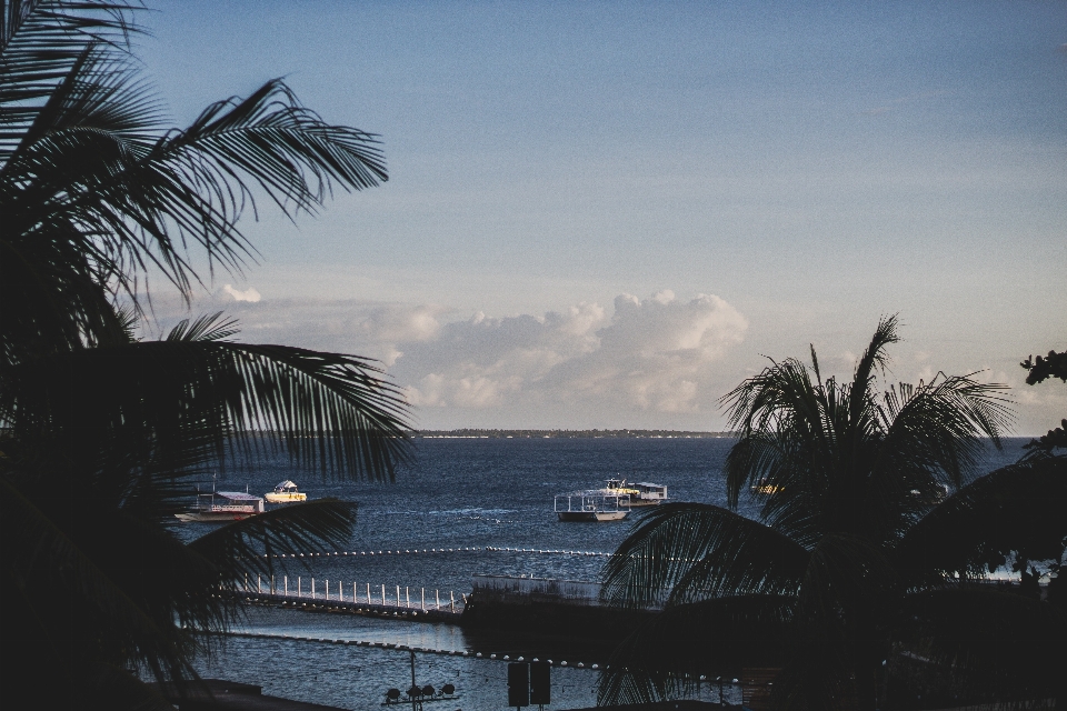 Céu árvore palmeira mar