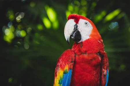 鳥 コンゴウインコ 脊椎動物
 オウム 写真