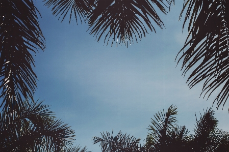 木 空 ヤシの木 昼間 写真