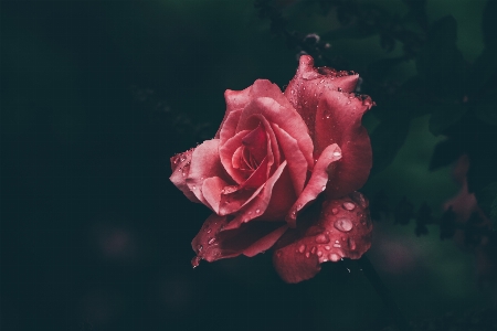 Garden roses pink flower blue Photo