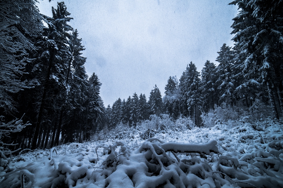 Snow winter tree nature