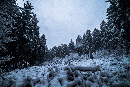 Snow winter tree nature Photo