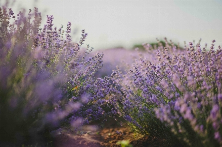 Lavender english flower purple Photo