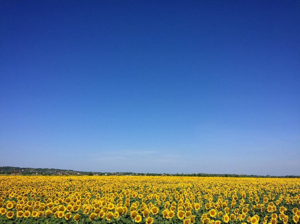 Bidang langit rapeseed kuning