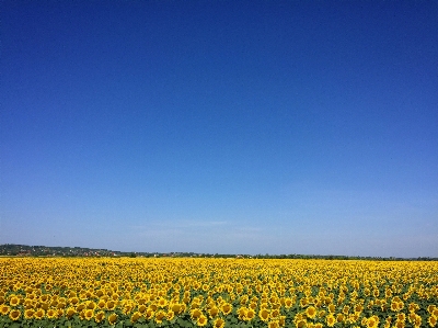 Foto Bidang langit rapeseed kuning