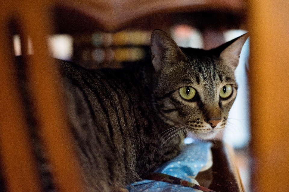 Gato mamífero vertebrado
 gatos pequeños a medianos
