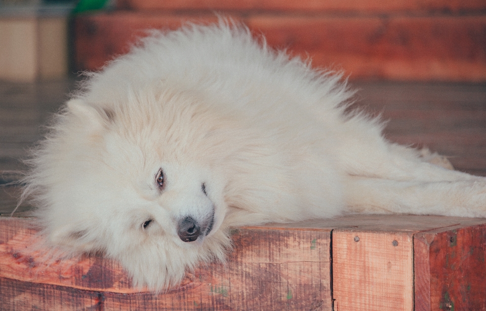 Mamífero perro cánidos
 pomeranio
