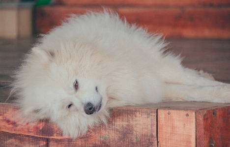 Foto Mamalia anjing canidae
 pomeranian
