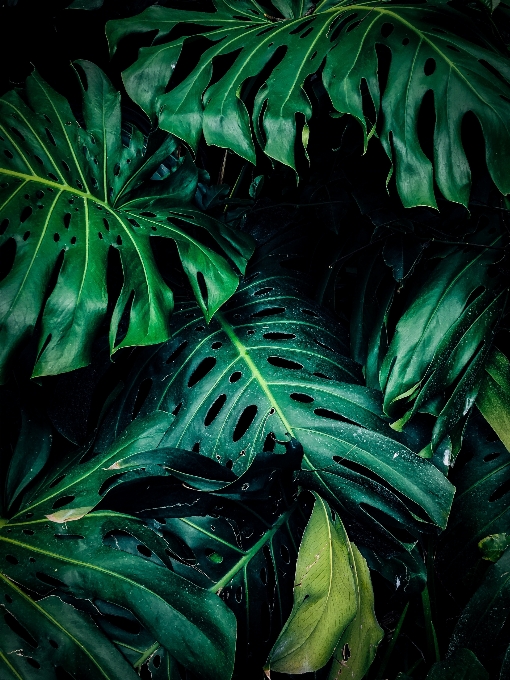 Green leaf vegetation monstera deliciosa