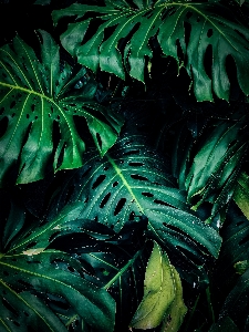 Green leaf vegetation monstera deliciosa Photo