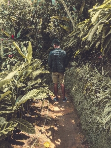 Foto Tumbuh-tumbuhan jejak pohon botani
