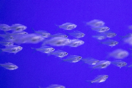 Blue jellyfish water cobalt Photo