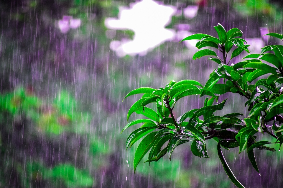 Verde vegetazione natura viola