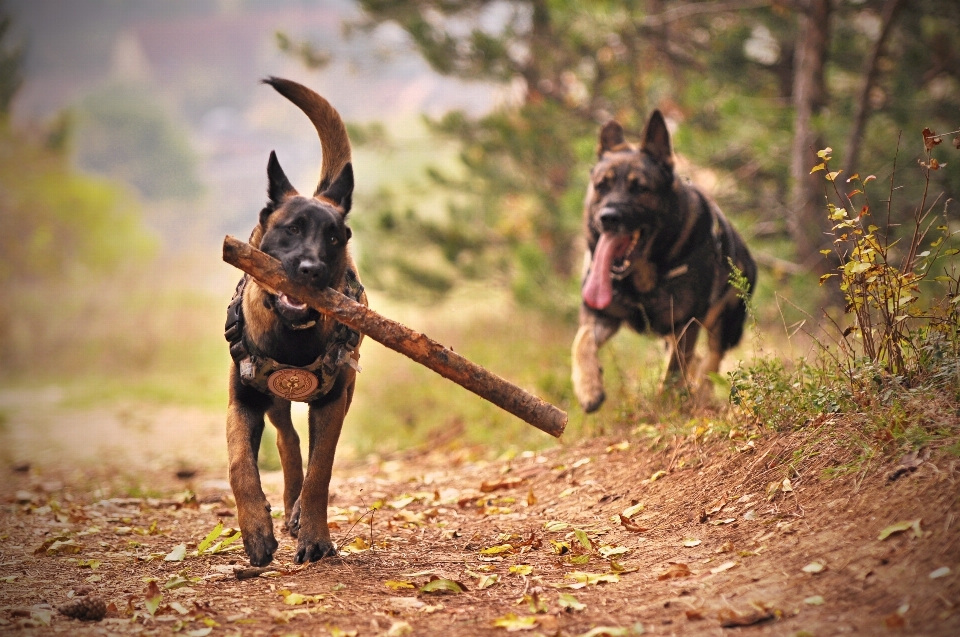 Hund säugetier wirbeltier
 canidae
