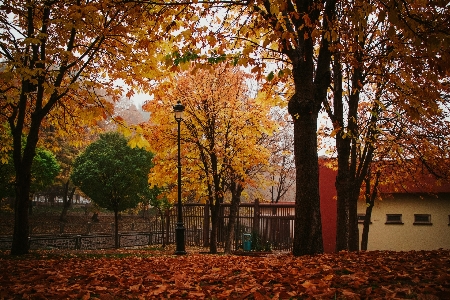 Tree leaf nature autumn Photo