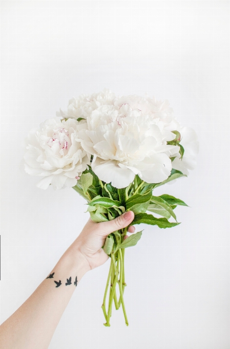 Fleur bouquet blanc fleurs coupées
