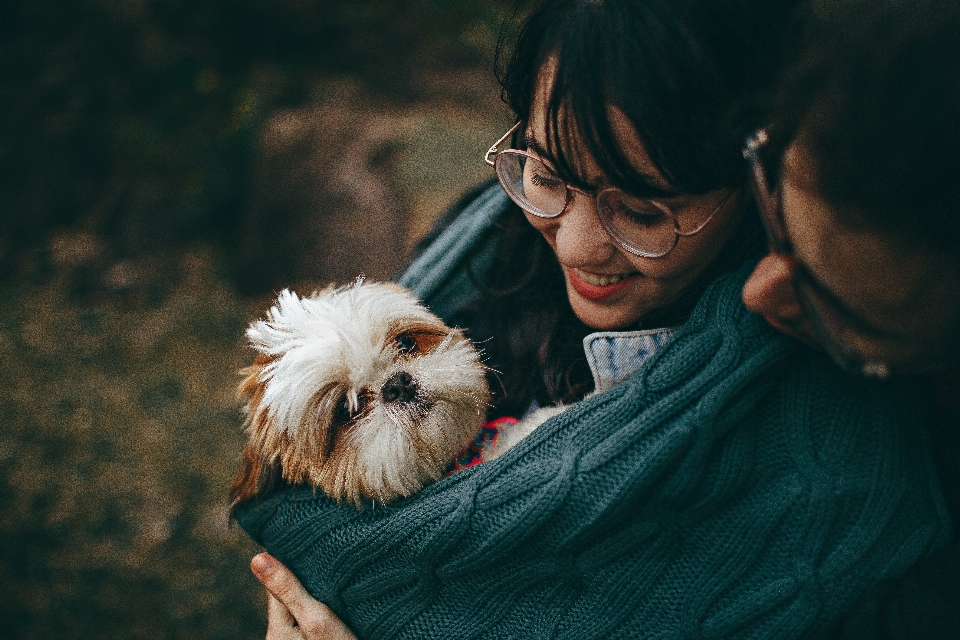 Mammal dog canidae shih tzu