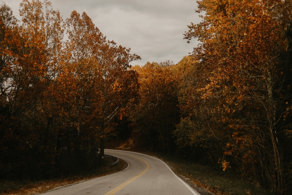 Strada paesaggio naturale
 albero foglia