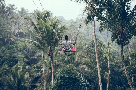 Foto Tumbuh-tumbuhan pohon lingkungan alami
 hutan