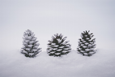 Shortleaf black spruce balsam fir columbian white pine Photo