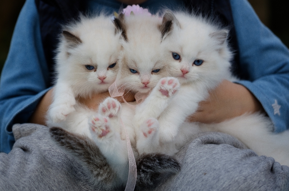 Kedi memeli omurgalı
 küçük ila orta boy kediler
