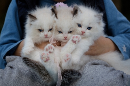 Foto Kucing mamalia bertulang belakang
 berukuran kecil hingga sedang
